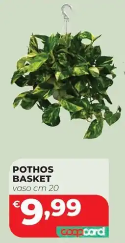 Coop Master Alleanza 3.0 Pothos Basket offerta