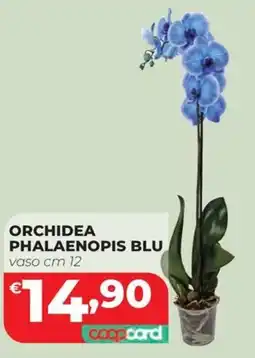 Coop Master Alleanza 3.0 Orchidea phalaenopsis blu offerta