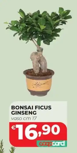 Coop Master Alleanza 3.0 Bonsai Ficus Ginseng offerta