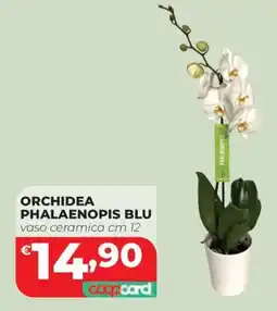 Coop Master Alleanza 3.0 Orchidea Phalaenopsis Blu offerta