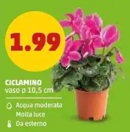 PENNY Ciclamino offerta