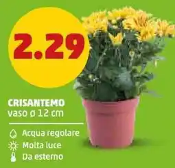 PENNY Crisantemo offerta