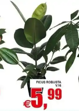 Pewex Ficus robusta offerta