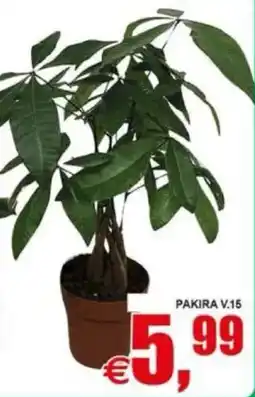 Pewex Pakira V.15 offerta