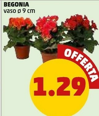 PENNY Piante offerta