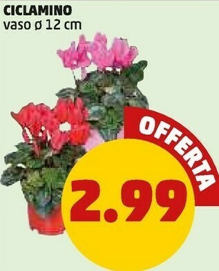 PENNY Piante offerta