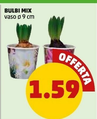 PENNY Piante offerta