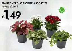 Bennet Piante verdi o fiorite assortite offerta