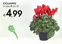 Bennet Ciclamo in vaso offerta