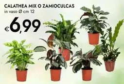 Bennet Calathea mix o zamioculcas offerta