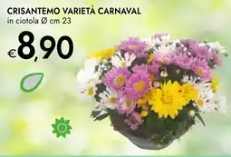 Bennet Crisantemo varietà carnaval offerta
