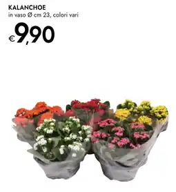 Bennet Kalanchoe offerta