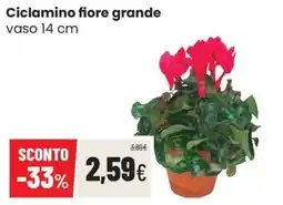Coop Trentino Ciclamino fiore grande offerta