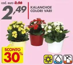 Italmark Kalanchoe colori vari offerta
