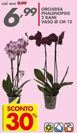 Italmark Orchidea Phalenopsis offerta