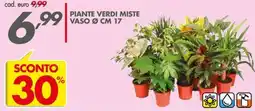 Italmark Piante verdi miste offerta