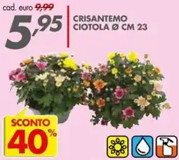 Italmark Crisantemo ciotola offerta