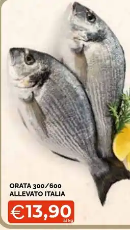 Mercatò Big Orata offerta