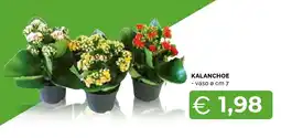 Mercatò Big Kalanchoe offerta