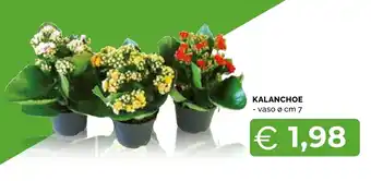 Kalanchoe