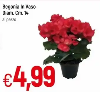 Famila Begonia In Vaso Diam. 14 cm. offerta