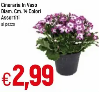 Famila Cineraria In Vaso Diam. 14 cm. Colori Assortiti offerta