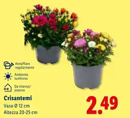 Lidl Crisantemi offerta