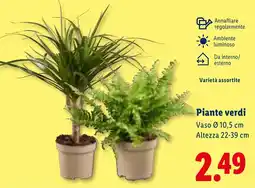 Lidl Piante verdi offerta