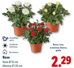Lidl Rose offerta