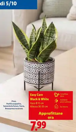 Lidl Easy Care Black & White offerta