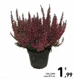 Spazio Conad Calluna offerta