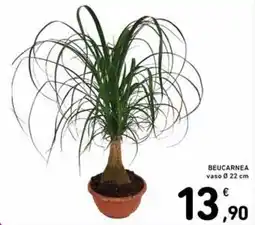 Spazio Conad BeucaRnea offerta