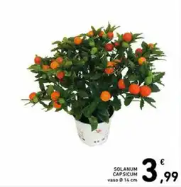 Spazio Conad Solanum capsicum offerta