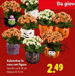 Lidl Kalanchoe in vaso con figure offerta