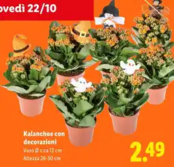 Lidl Kalanchoe con decorazioni offerta