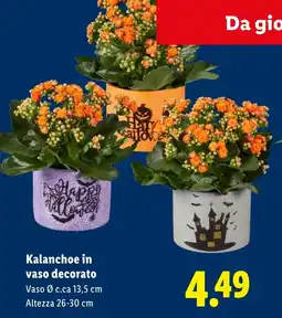 Lidl Kalanchoe in vaso decorato offerta