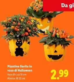 Lidl Piantine fiorite in vaso di Halloween offerta