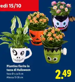 Lidl Piantine fiorite in tazza di Halloween offerta