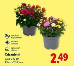 Lidl Crisantemi offerta