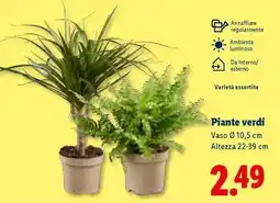 Lidl Piante verdi offerta