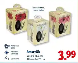Lidl Amaryllis offerta