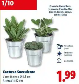 Lidl Cactus o succulente offerta