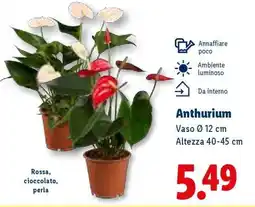 Lidl ANTHURIUM offerta
