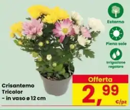 Eurospar Crisantemo Tricolor offerta