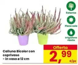 Eurospar Calluna Bicolor con coprivaso offerta