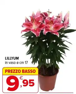 Iperal Lillyum offerta
