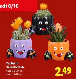 Lidl Cactus in Vaso decorato offerta