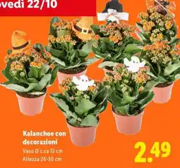 Lidl Kalanchoe con decorazioni offerta