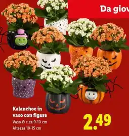 Lidl Kalanchoe in vaso con figure offerta