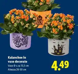 Lidl Kalanchoe in vaso decorato offerta